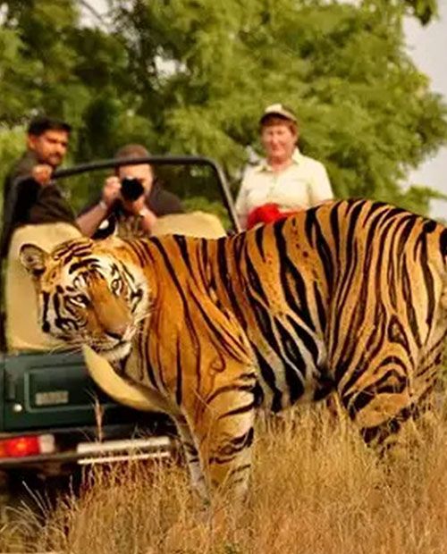 Dandeli Jungle Safari